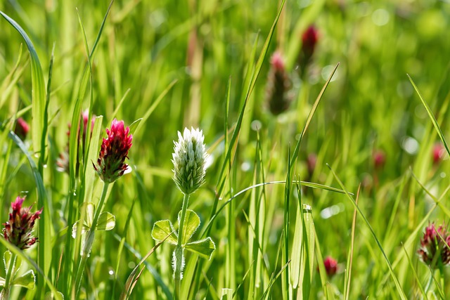 Jaka Mieszanka traw na trawnik.